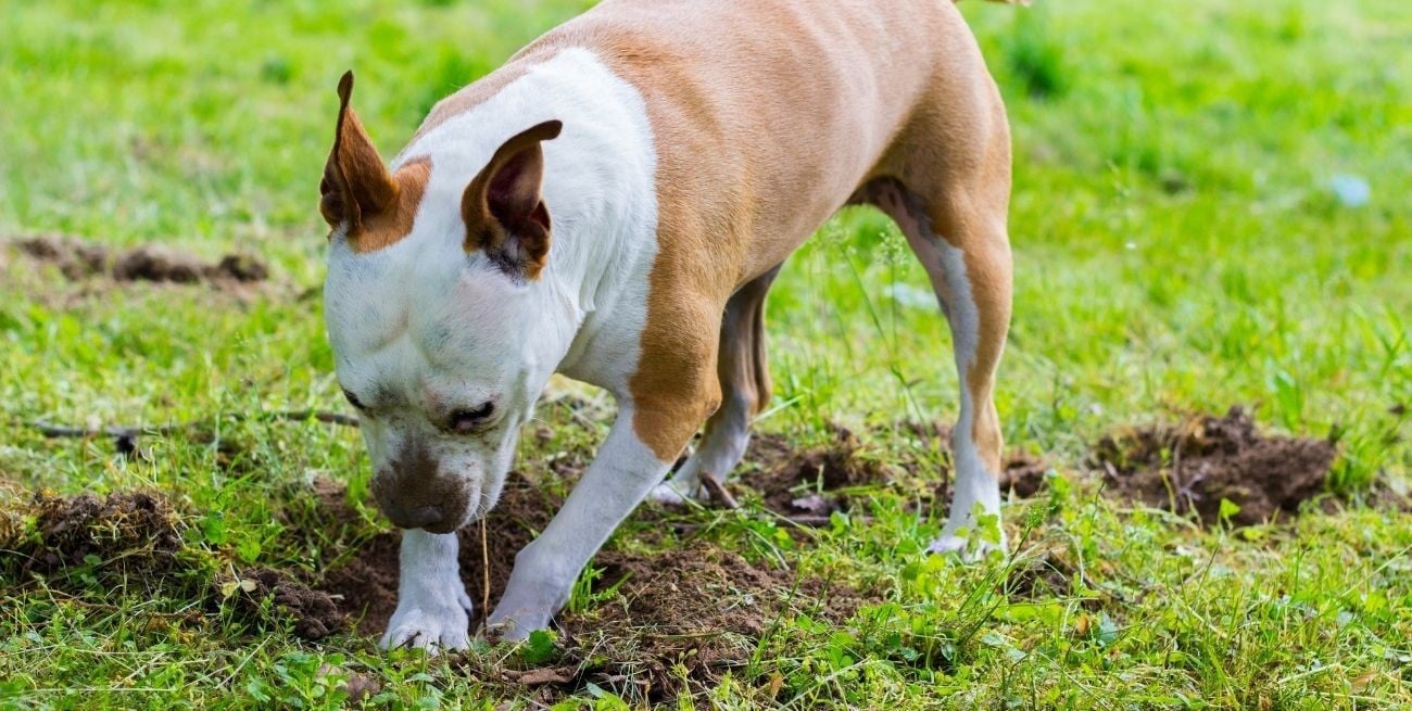 ¿Tu perro hace pozos? Qué significa y qué intenta expresar