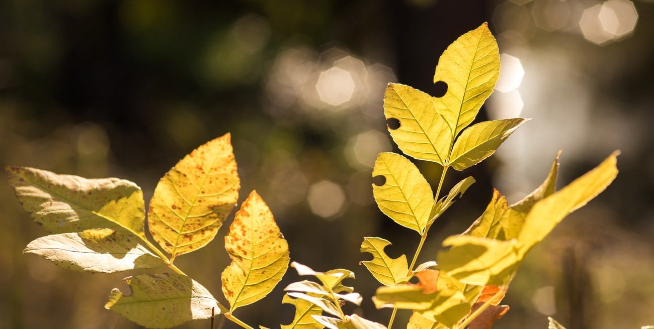 Por qué tus plantas tienen hojas amarillas cuando empieza la primavera