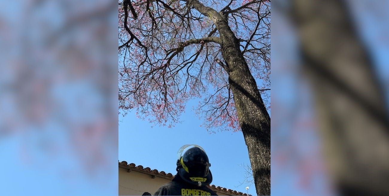 Bomberos rescataron a un gato atrapado en un árbol dentro del Hospital Zonal