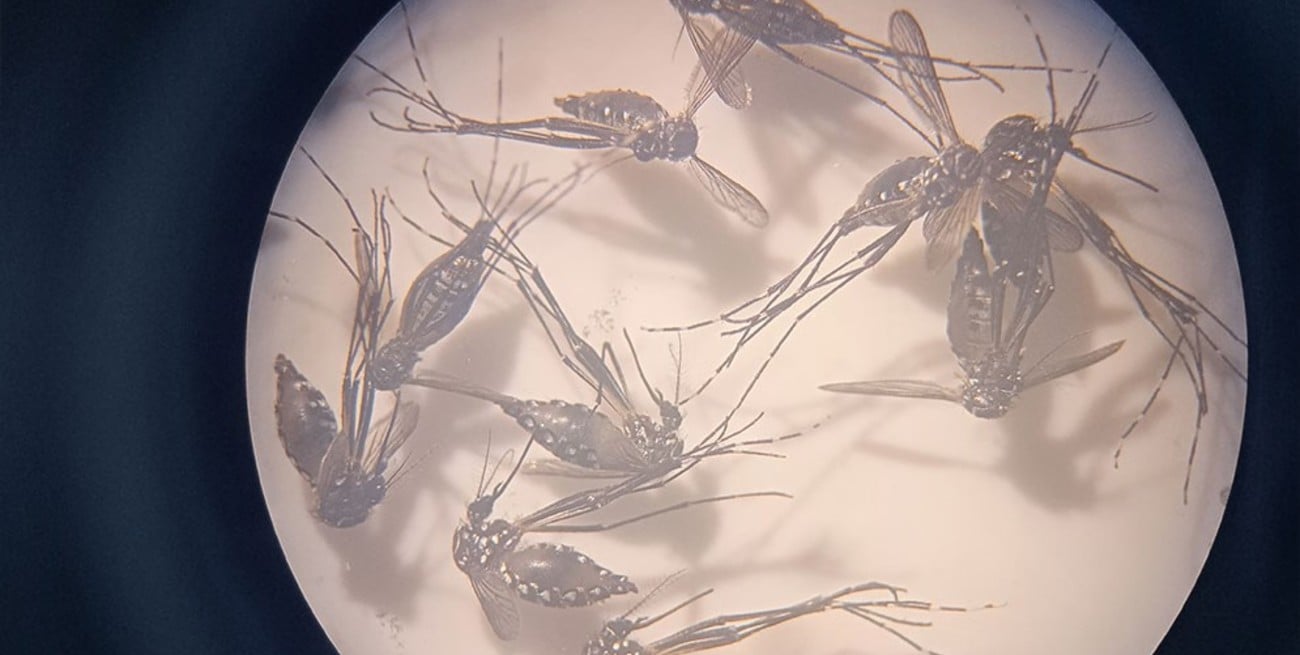 Una vacuna busca que el propio mosquito sea el blanco contra el dengue