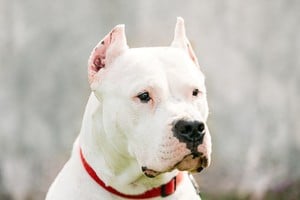 Un niño de 5 años fue atacado por un perro dogo argentino en La Pampa