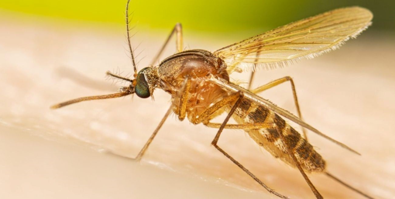 Las muertes en Europa por virus del Nilo Occidental llegan a 79