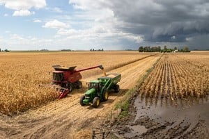 Promesa de maíz bueno pero... ¿con o sin piso para cosechar? El dilema del productor a la hora de invertir.