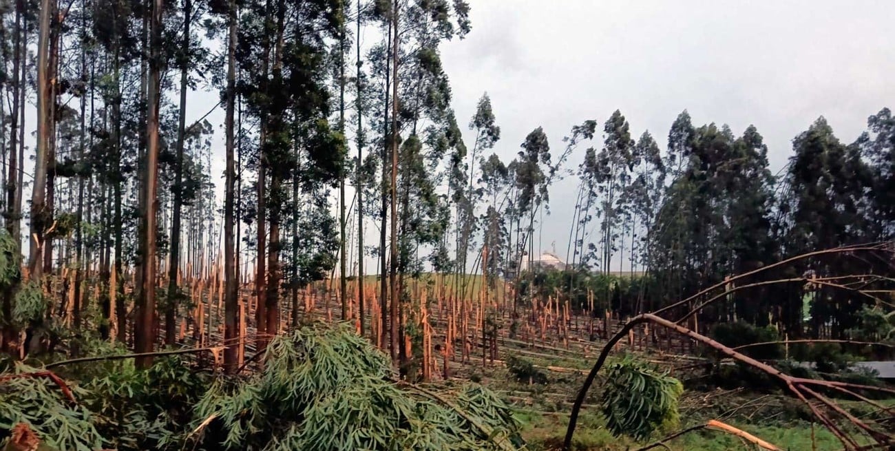 Dos tornados golpearon el suroeste de Brasil en menos de 24 horas: destrozos, árboles caídos y escuelas afectadas