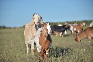 Carne caprina: las exportaciones crecieron 186% en volumen y generaron US$ 715.000