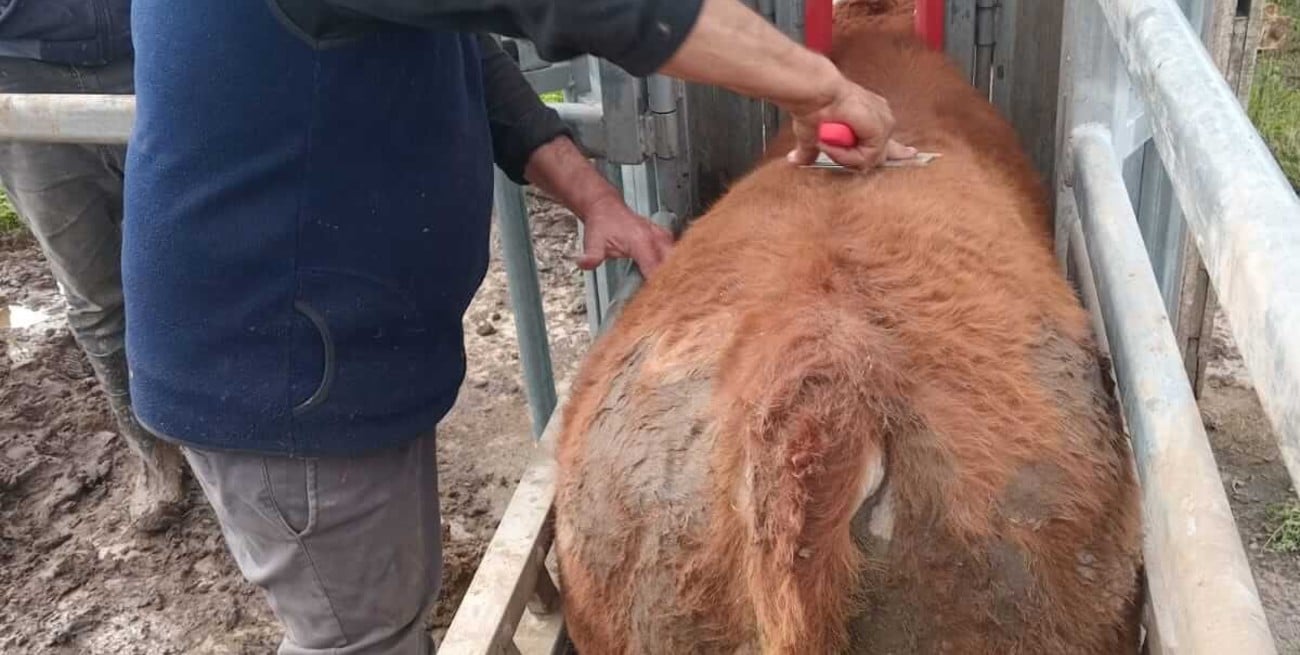 La UCSF evalúa 27 toros Limangus en un sistema de pastoreo en La Criolla