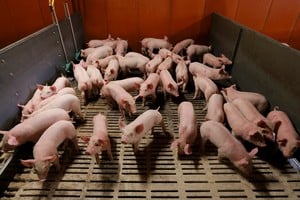 Santa Fe sostiene su peso en la producción porcina