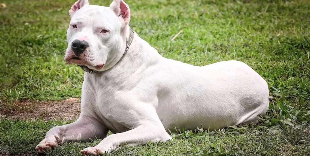 Córdoba: ocho años de prisión para el dueño de los dogos que mataron a una joven