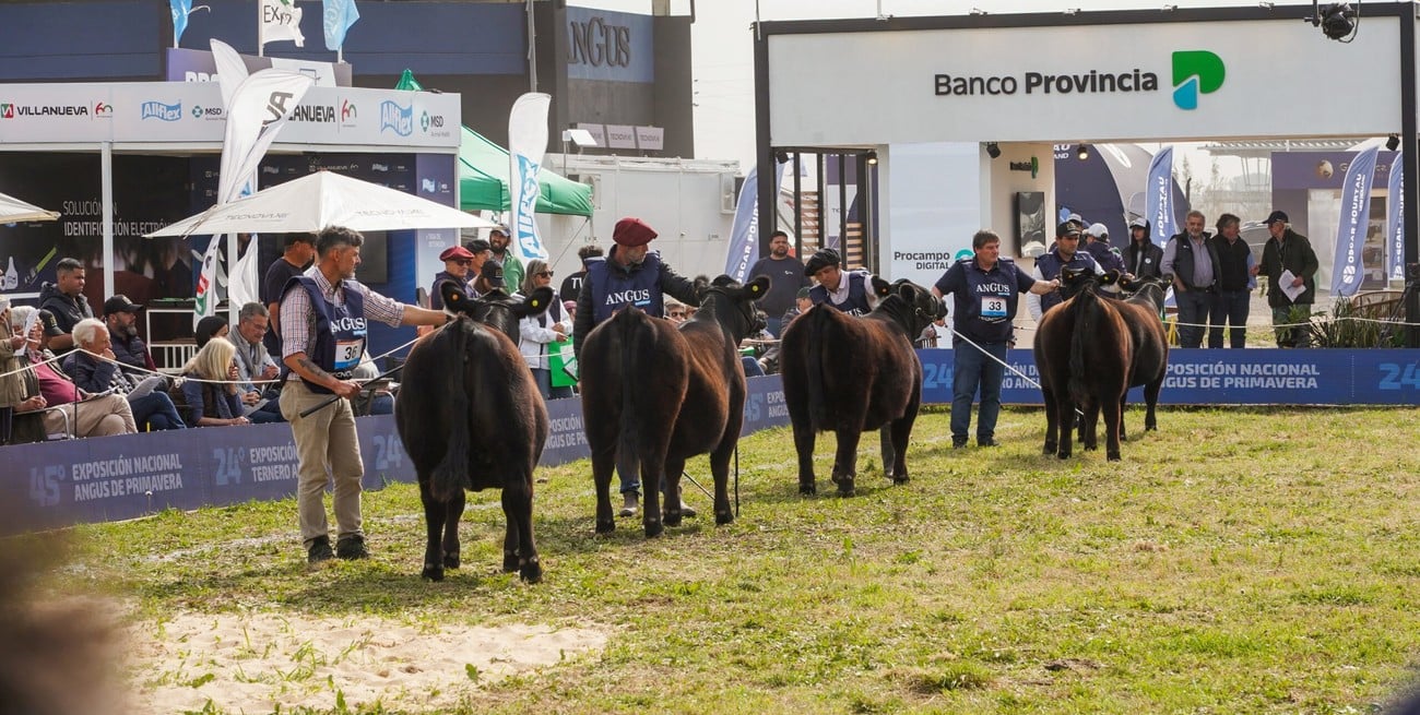 Cuenta regresiva para la "Semana Angus de Primavera"