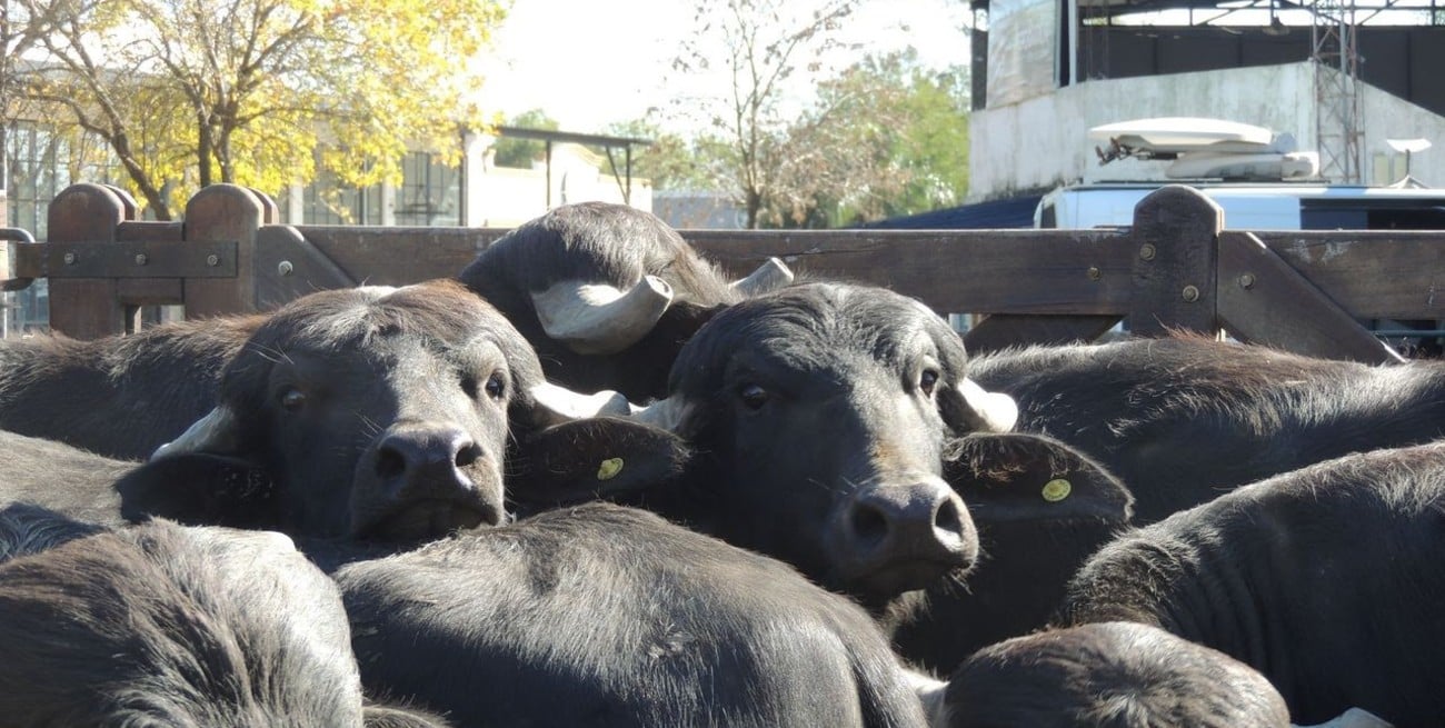 La producción de búfalos encontró en Formosa un escenario para volver a crecer