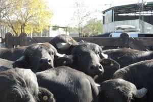 Búfalos: la Expo Rural de Formosa mostró el potencial de una ganadería en crecimiento