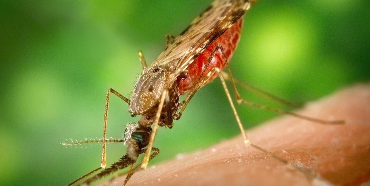 Un brote de malaria causa al menos tres muertes en Alemania