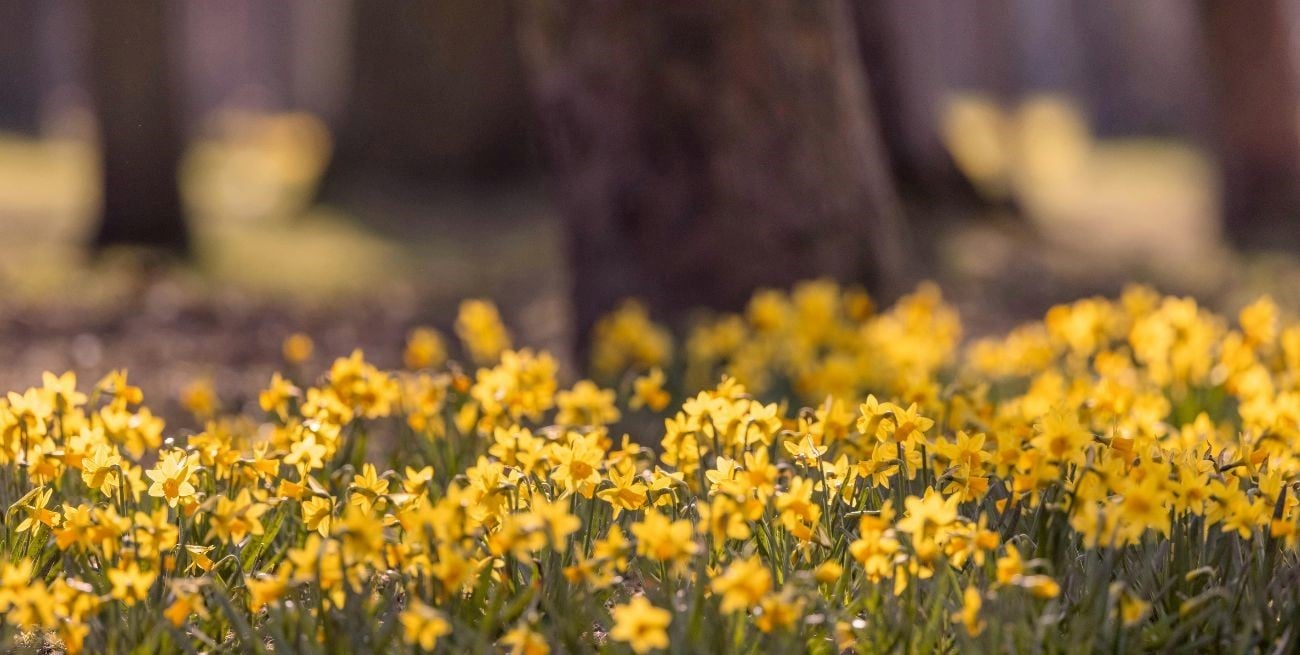 Por qué este 21 de septiembre no empieza oficialmente la primavera 2026 en Argentina