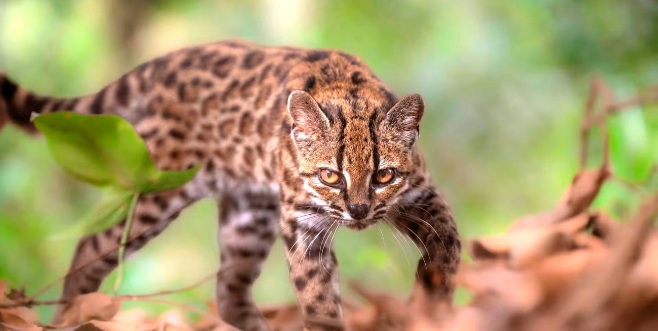 Descubrieron en Bolivia una nueva especie de felino, la primera en más de un siglo