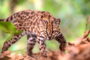 La novedad se conoció y confirmó esta semana. Fernando Faciole/National Geographic