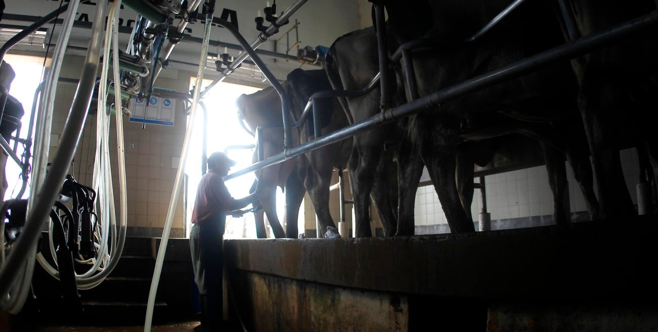 Nación implementó cambios para exportar maní, carne, lácteos y tabaco desde 2027