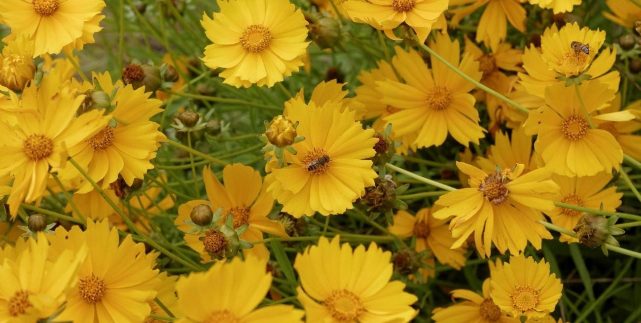 Flores amarillas: qué significa regalarlas y por qué se entregan el 21 de septiembre
