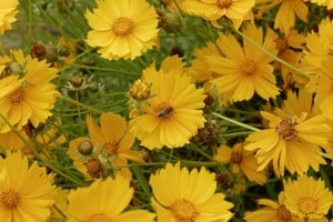 La fecha coincide con la celebración del Día de la Primavera