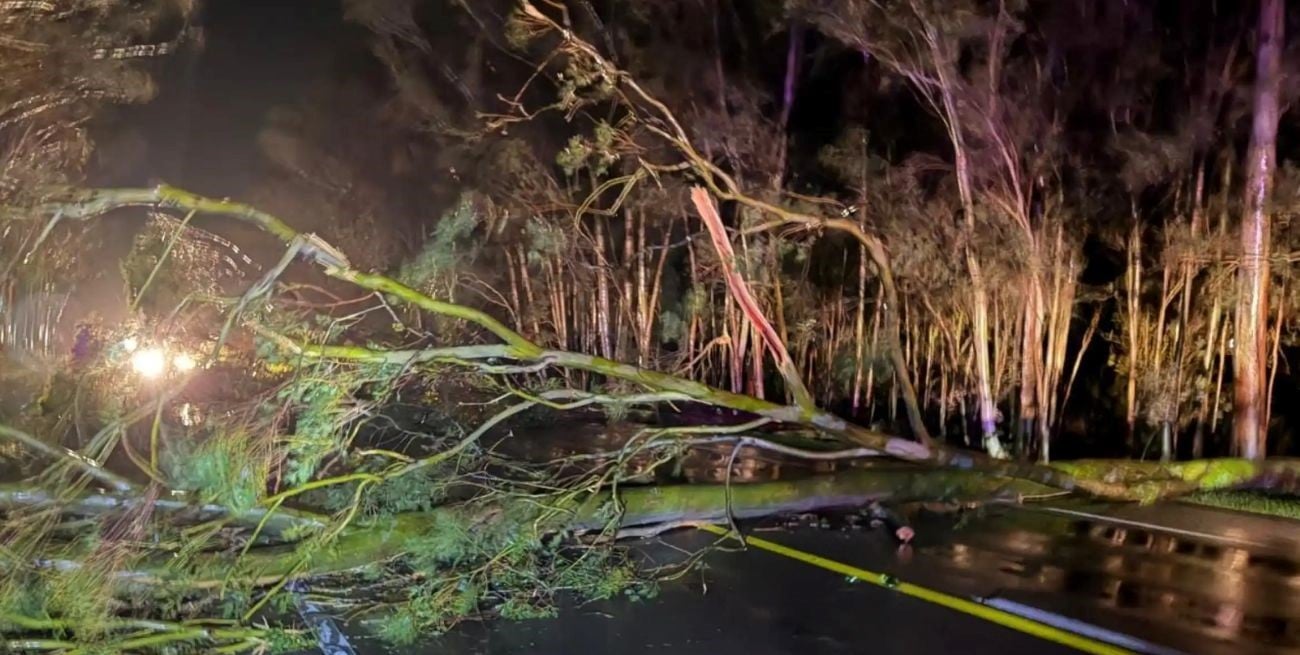 Fuerte tormenta en Uruguay: árboles caídos y miles de hogares sin luz