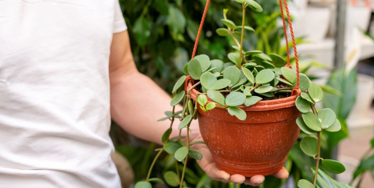 La planta que destrona al potus: resistente y perfecta para departamentos