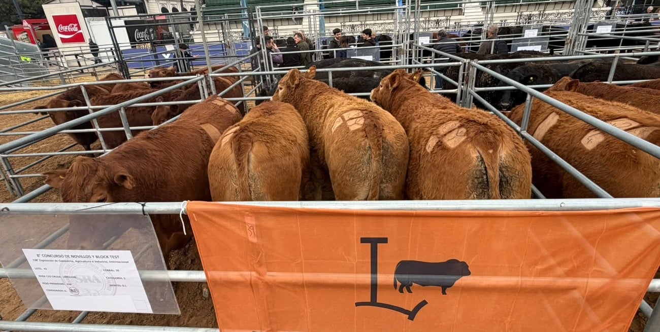 La raza Limousin volvió a destacarse y logró una medalla de plata en el Mundial de Carnes